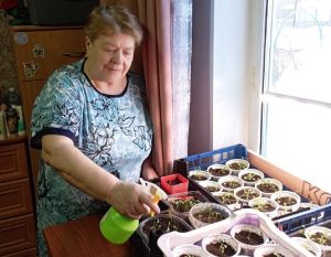 «Нужно поискать более тёплое место»: жительница Сокольского поделилась секретами крепкой рассады
