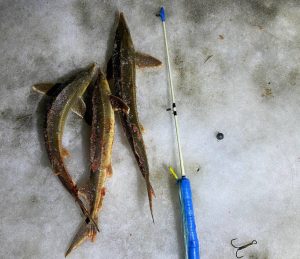 Трех браконьеров поймали на незаконной ловле стерляди в Богородском районе