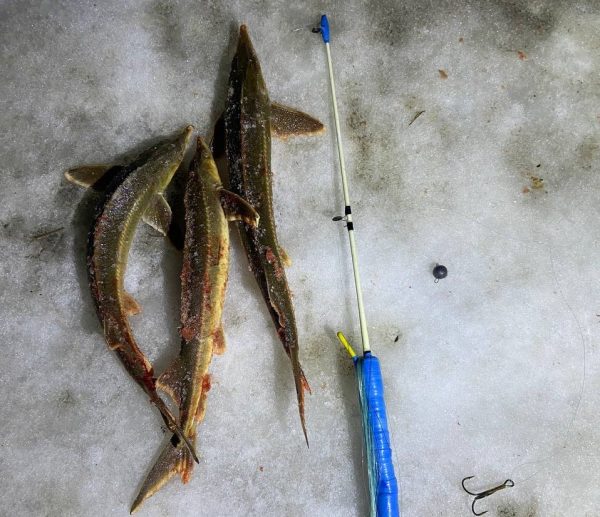 Трех браконьеров поймали на незаконной ловле стерляди в Богородском районе