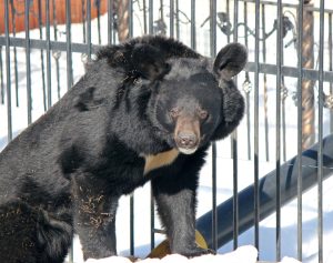 Гималайский медведь Моган вышел из спячки в нижегородском зоопарке «Лимпопо»