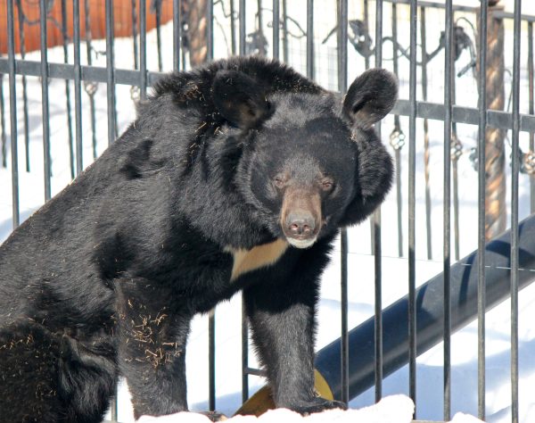 Гималайский медведь Моган вышел из спячки в нижегородском зоопарке «Лимпопо»