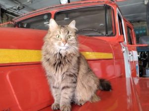 Нижегородские пожарные показали своих котиков-помощников