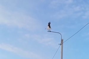 Аист Гера, поселившийся в Перевозском районе, с энтузиазмом встречает тёплые дни