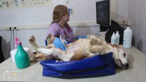 Троих пожилых биглей выбросили на улицу в&nbsp;мороз