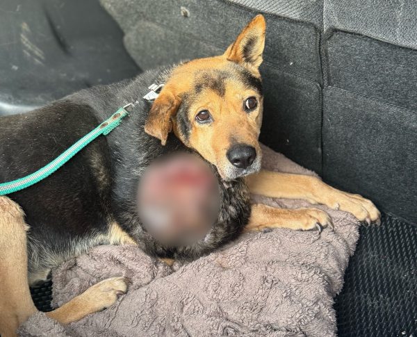 Собаку с опухолью размером с голову пытаются спасти нижегородские волонтеры