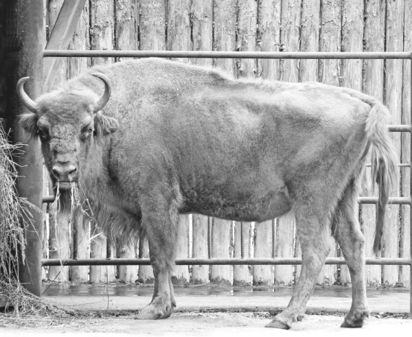 В нижегородском зоопарке «Лимпопо» скончалась самка зубра&nbsp;Муза