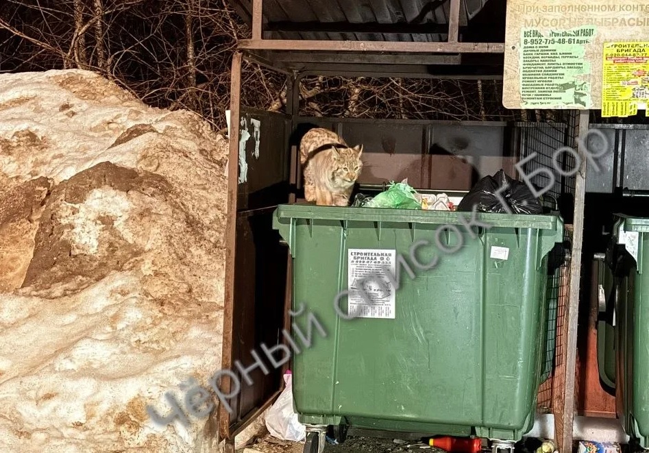 Рысь, копавшуюся в мусорном контейнере, заметили на&nbsp;Бору