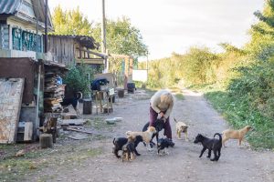 Частный приют в Павлове просит помощи: 70 животных остались без поддержки