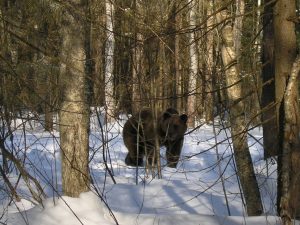 В Нижегородской области начался сезон весенней охоты на медведя