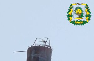 Аист, поселившийся в Перевозском районе, успешно пережил вторую зиму