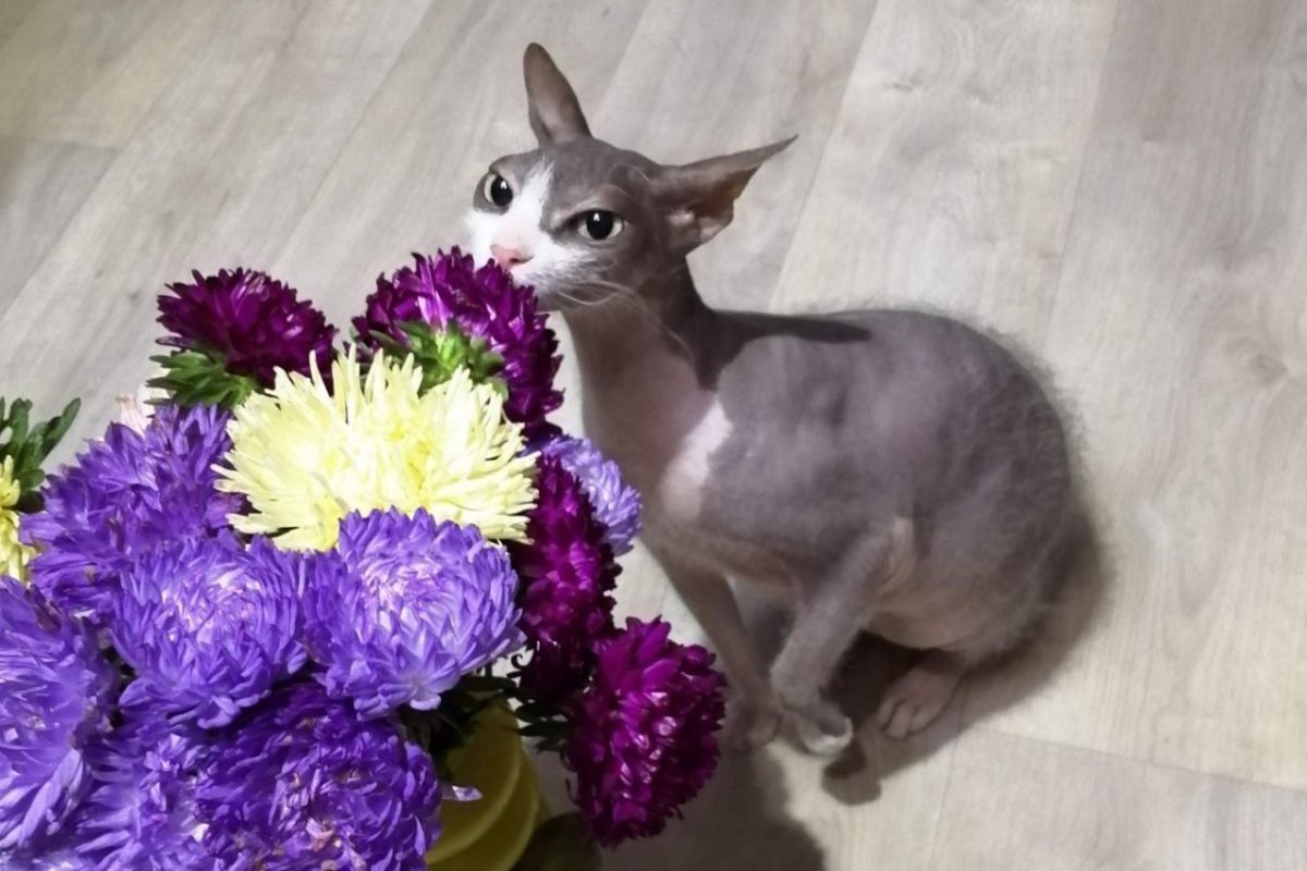 Флорист Школина назвала цветы, которые нельзя дарить кошатницам на 8&nbsp;Марта