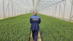 Нижегородская область модернизирует тепличный комплекс лесных растений