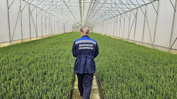 Нижегородская область модернизирует тепличный комплекс лесных растений