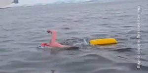 Россиянин проплыл 900 метров у побережья Антарктиды без гидрокостюма