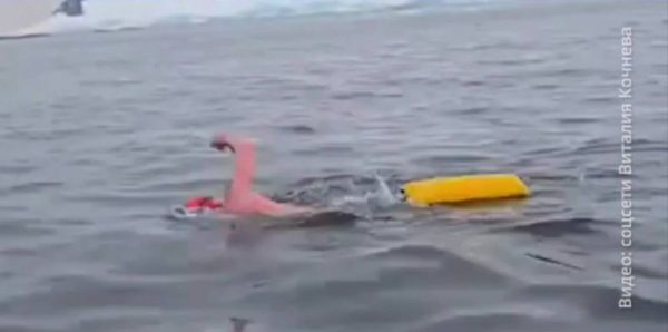 Россиянин проплыл 900 метров у побережья Антарктиды без гидрокостюма