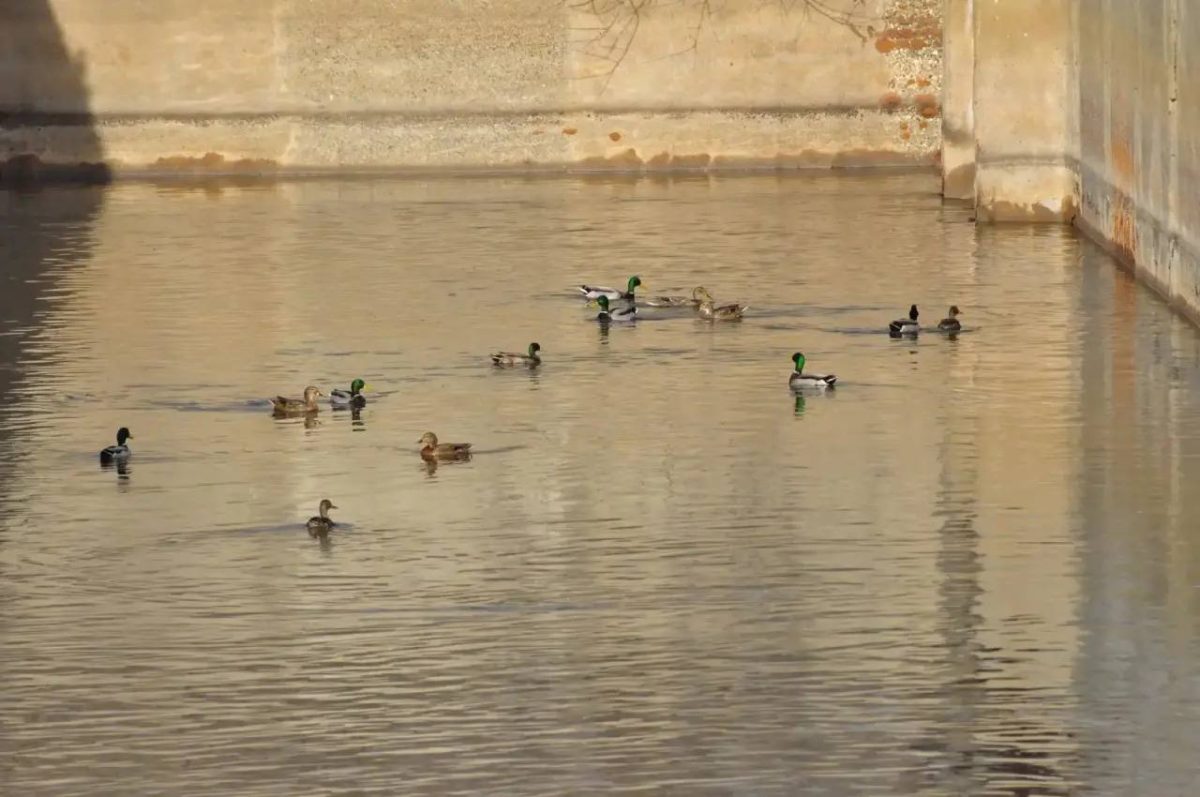 Нижегородцам рассказали о необычных обитателях нижегородской станции аэрации