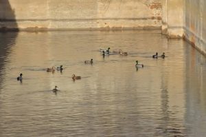 Нижегородцам рассказали о необычных обитателях нижегородской станции аэрации