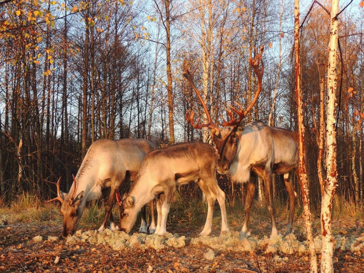 В 2,1 раза увеличился турпоток в Керженский заповедник за последние 4&nbsp;года
