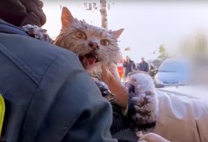 Домашнюю кошку спасли на пожаре на улице Тимирязева