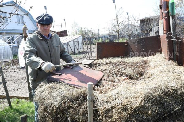 Как помочь проснуться ягодным кустарникам: советы садоводам