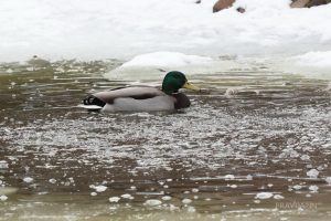 Перелетные птицы возвращаются в Нижегородскую область на месяц раньше