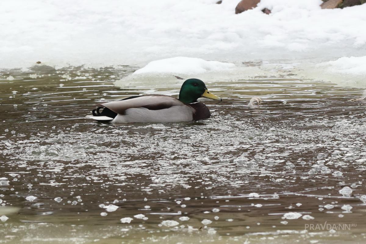 Перелетные птицы возвращаются в Нижегородскую область на месяц раньше
