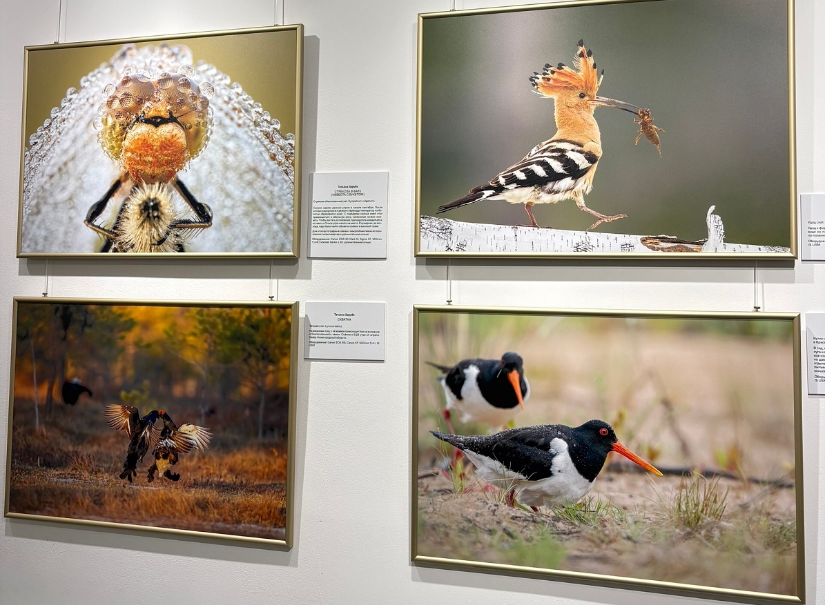 В Русском музее фотографии открыли выставку «Ангел неба»