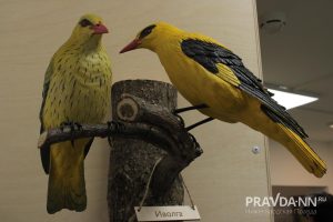 Кира Папилова