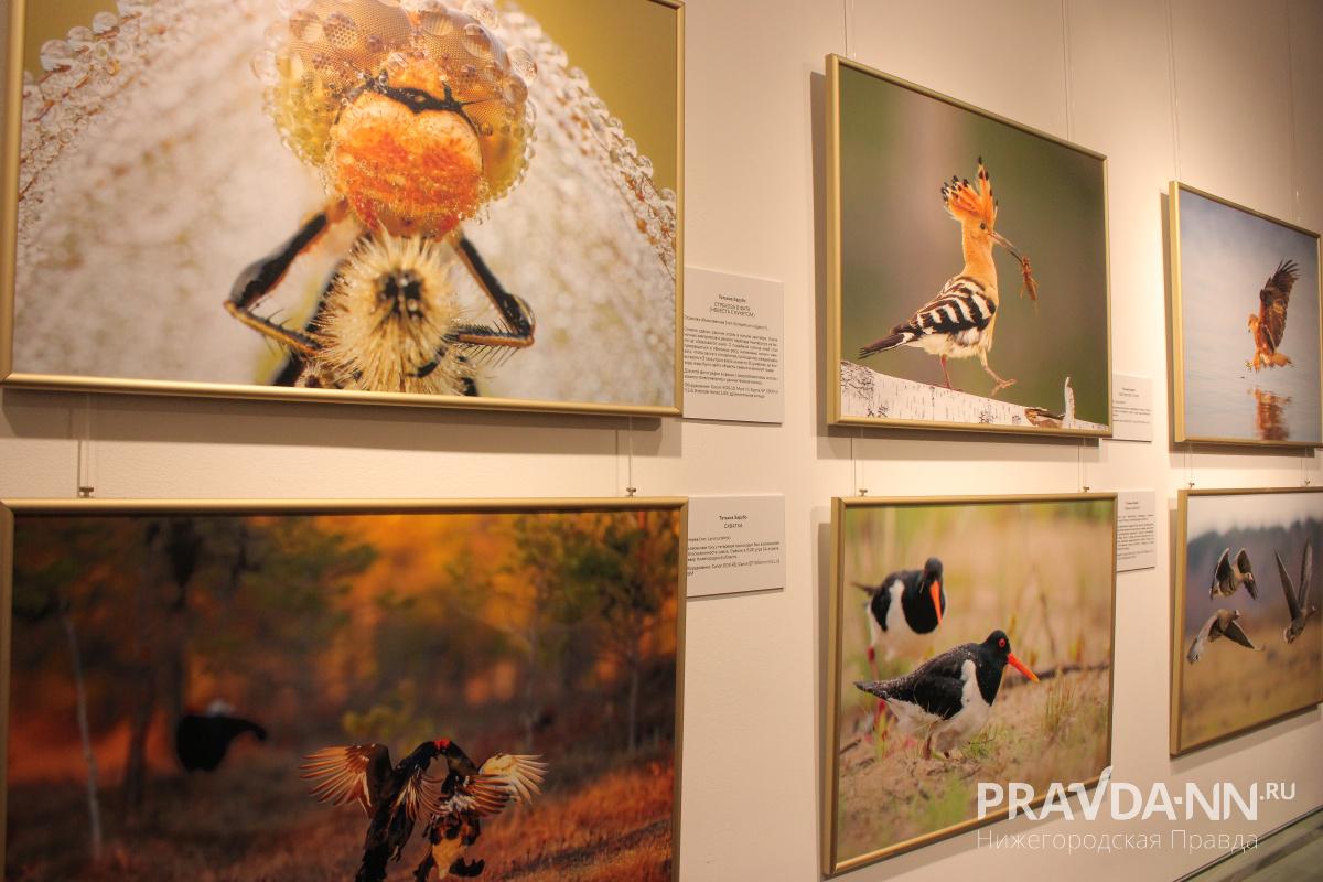 Выставка «Ангел неба» открылась в Русском музее фотографии в Нижнем Новгороде