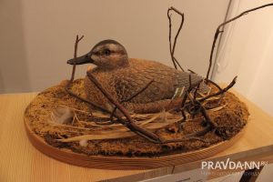 Кира Папилова