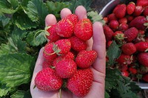 Садовод Туманов рассказал, чем подкормить клубнику и голубику для урожайности