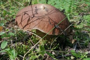 Нижегородцам напомнили о наказании за сбор редких грибов и растений