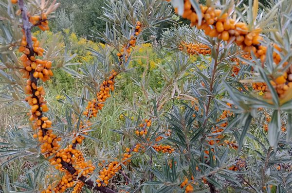 В Роспотребнадзоре назвали топ‑5 продуктов с витамином C