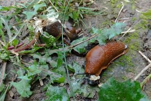 Биолог Кривой рассказал, как бороться с массовым нашествием испанских слизней