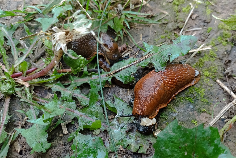 Биолог Кривой рассказал, как бороться с массовым нашествием испанских слизней