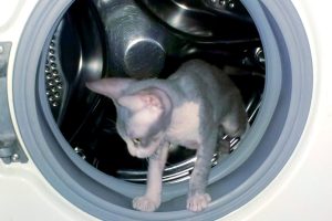 Мастер Рыж дал советы, как не вырастить грибок в стиральной машине и посудомойке