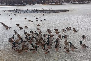 Биолог Полынова рассказала, почему не нужно кормить парковых уток хлебом