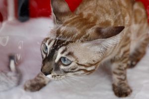 Опасная игра: как царапина от кошки может привести к серьёзным проблемам