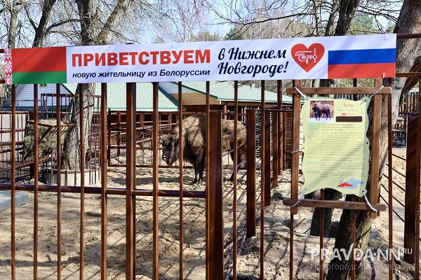 Трехлетняя самка зубра переехала в Нижний Новгород из Беларуси