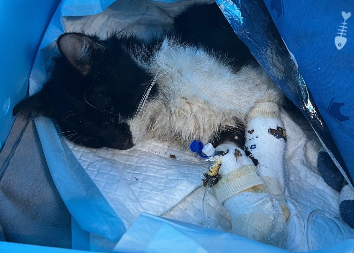 Кошку-скелета спасли из лифтовой шахты в Нижнем Новгороде