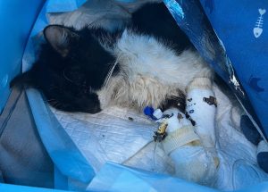 Кошку-скелета спасли из лифтовой шахты в Нижнем Новгороде