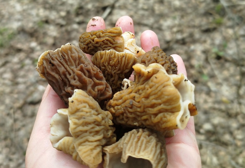 Нижегородские грибники хвастаются итогами тихой охоты в апреле