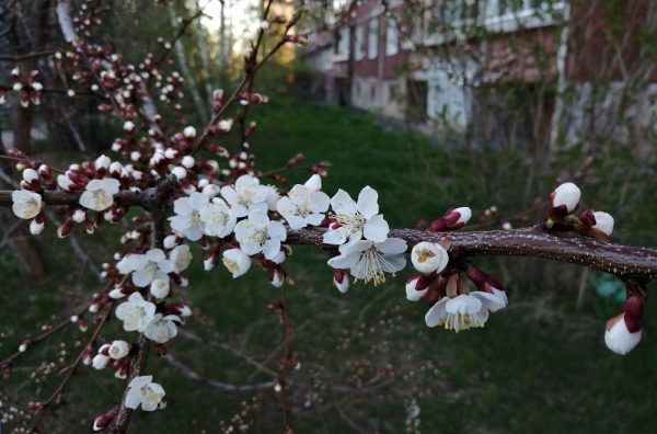 Садовод Самойлова рассказала, какие заморозки опасней — апрельские или майские