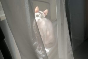 Как часто стирать шторы и портьеры: рекомендации экспертов