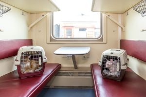 Более 500 питомцев прокатились на поездах без хозяев