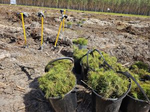 В Нижегородской области начался весенний лесокультурный сезон