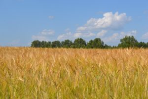 Прием заявок на два грантовых конкурса в сфере АПК открыт в регионе