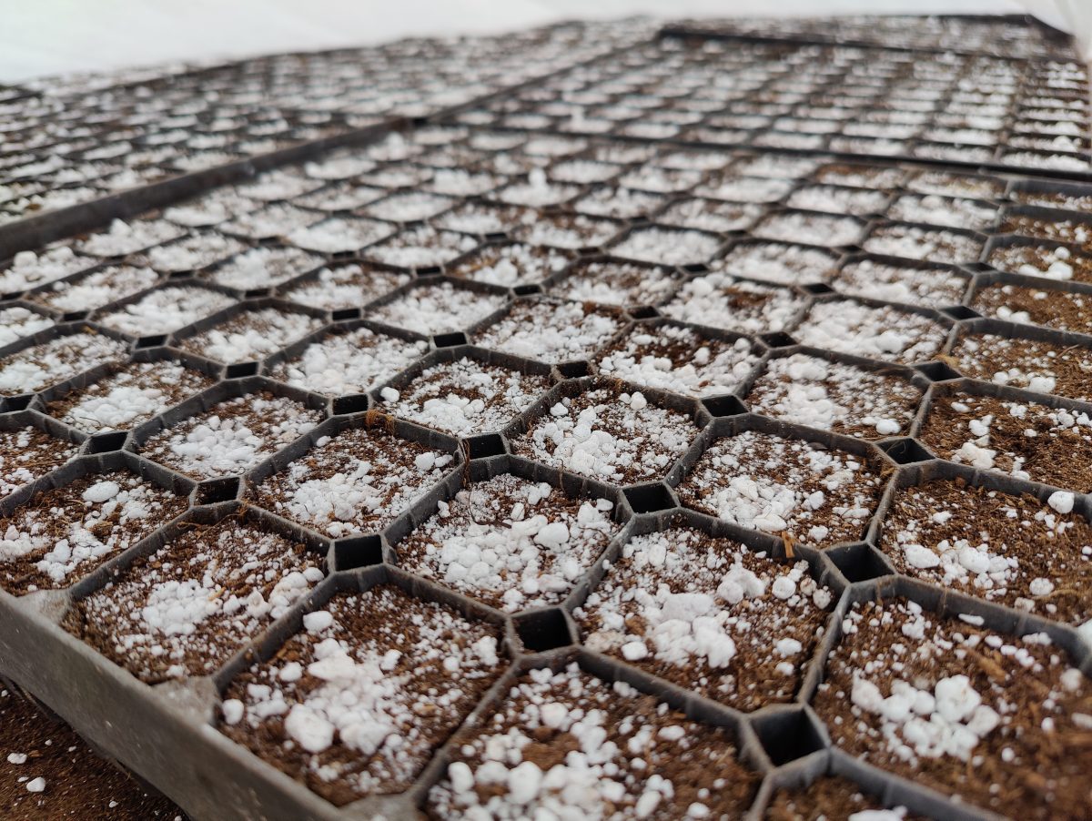 Более 15 миллионов деревьев вырастят в питомниках региона за 3&nbsp;года