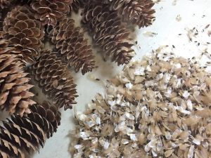 В Нижегородской области заготовили 300 кг семян для лесовосстановления