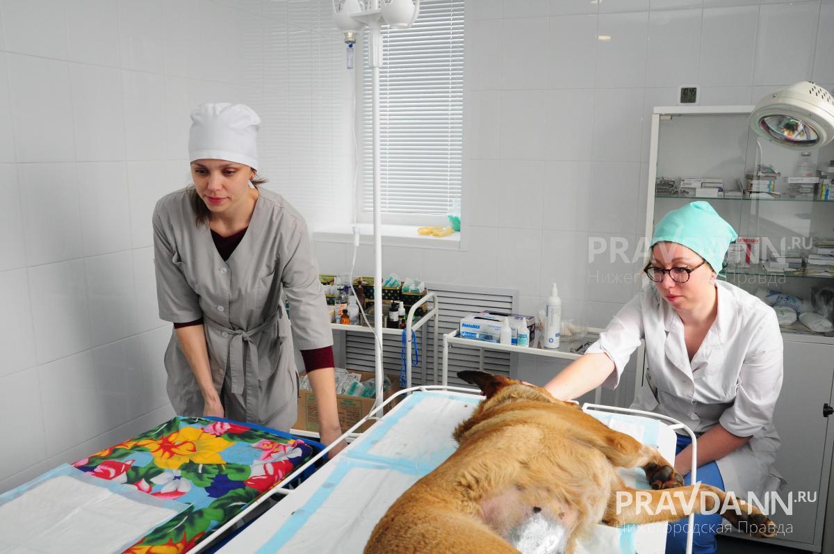 Если питомцу стало плохо или он получил травму, лучше не рисковать его здоровьем – сразу обратиться к ветеринару